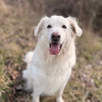 Great Pyrenees and Golden Retriever Dogs Available for Adoption in Bellingham, Washington - Mieya | PetCurious