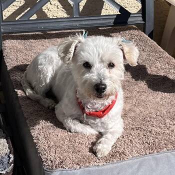 Poodle Dogs Available for Adoption in Las Vegas, Nevada - Coco Codol | PetCurious