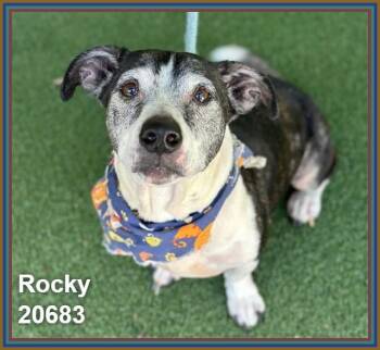 ROCKY -  Dachshund and Pit Bull Terrier Dog for Adoption in Marietta, Georgia - ROCKY | PetCurious