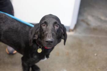 Molly -  Bloodhound and Black Labrador Retriever Dog for Adoption in Mountain Home, Arkansas - Molly | PetCurious