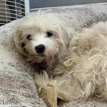 Primrose -  Cockapoo Dog for Adoption in Sequatchie, Tennessee - Primrose | PetCurious
