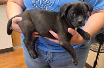 Otto 3 -  Pug Dog for Adoption in Parker, Colorado - Otto 3 | PetCurious
