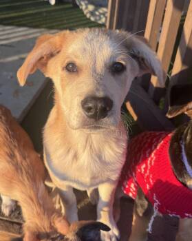 Yellow Labrador Retriever and Chow Chow Dogs Available for Adoption - Toast | PetCurious