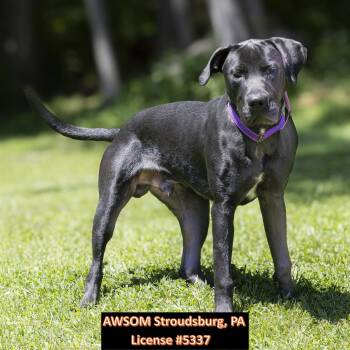 Ridge -  Great Dane Dog for Adoption in Stroudsburg, Pennsylvania - Ridge | PetCurious
