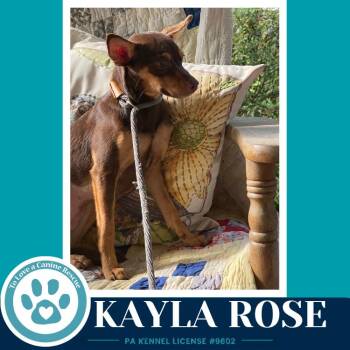 Kayla Rose 082926 -  Miniature Pinscher Dog for Adoption in Kimberton, Pennsylvania - Kayla Rose 082926 | PetCurious