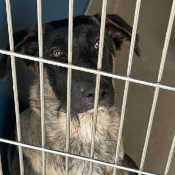 German Shepherd Dog Dogs Available for Adoption in Kingman, Arizona - Baloo | PetCurious