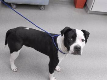 Boxer and Mixed Breed Dogs Available for Adoption in Omaha, Nebraska - TWERCH | PetCurious