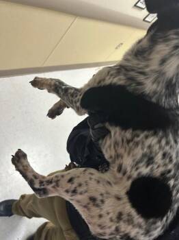 Mixed Breed Dogs Available for Adoption - Ozzie | PetCurious