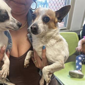 Chihuahua Dogs Available for Adoption in Philadelphia, Pennsylvania - Chapo | PetCurious