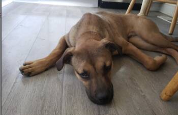 Rescue Shepherd Dogs for Adoption in Plainfield, Illinois - Carmelo | PetCurious