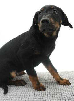 Patrick -  Labrador Retriever and Mixed Breed Dog for Adoption in Bowling Green, Kentucky - Patrick | PetCurious