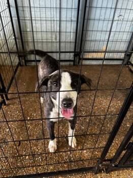 Perdita -  Pit Bull Terrier Dog for Adoption in Mobile, Alabama - Perdita | PetCurious