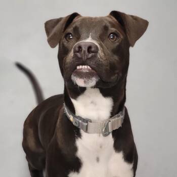 Mixed Breed Dogs Available for Adoption in Sarasota, Florida - Randy | PetCurious