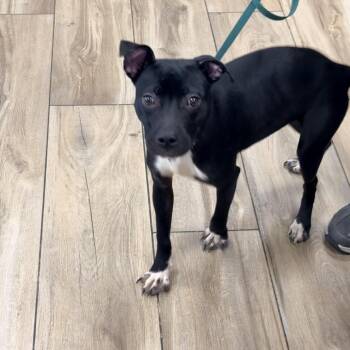 Pit Bull Terrier Dogs Available for Adoption in Newark, New Jersey - Cleopatra | PetCurious