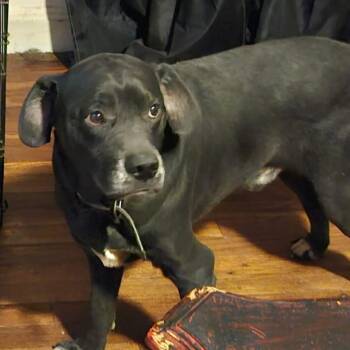 Oliver & Molly (Courtesy Post) -  Pit Bull Terrier Dog for Adoption in Vine Grove, Kentucky - Oliver & Molly (Courtesy Post) | PetCurious