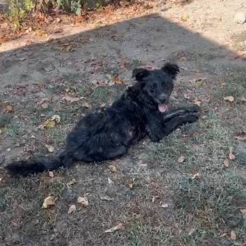 Luna -  Border Collie and Mixed Breed Dog for Adoption in Wadena, Minnesota - Luna | PetCurious