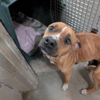 Abby Cadabby -  Terrier Dog for Adoption in Jasper, Indiana - Abby Cadabby | PetCurious