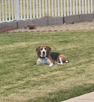 Tucker -  Beagle Dog for Adoption in Kent, Washington - Tucker | PetCurious