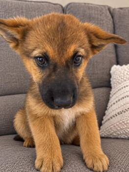 Lewis -  German Shepherd Dog Dog for Adoption in Seattle, Washington - Lewis | PetCurious