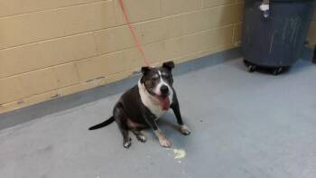 TEXAS -  Pit Bull Terrier Dog for Adoption in Tulsa, Oklahoma - TEXAS | PetCurious