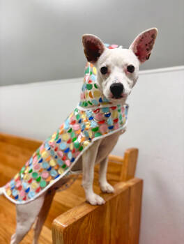 Rescue Pit Bull Terrier and Chihuahua Dogs for Adoption in Bartlesville, Oklahoma - Sadie | PetCurious