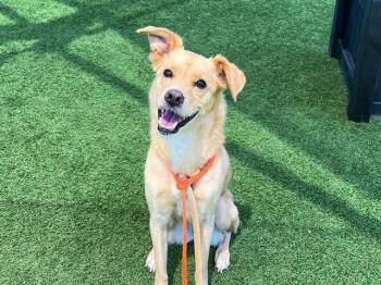 BELLA -  Jindo and Mixed Breed Dog for Adoption in Tustin, California - BELLA | PetCurious