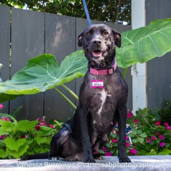 Natalia -  Labrador Retriever Dog for Adoption in Wake Forest, North Carolina - Natalia | PetCurious