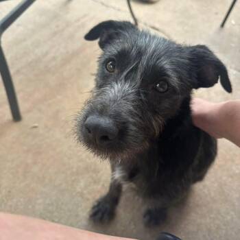 Rescue Schnauzer Dogs for Adoption in Lubbock, Texas - Billy Jean | PetCurious