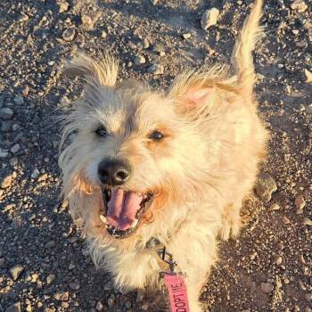 Jax 54608 -  Terrier and Mixed Breed Dog for Adoption in Las Vegas, Nevada - Jax 54608 | PetCurious