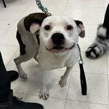 Mixed Breed Dogs Available for Adoption in Davenport, Iowa - Maple Scented | PetCurious