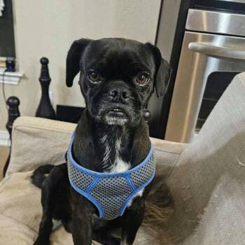 Juan Carlos *Arriving 11/6* D12943 -  Pug and Beagle Dog for Adoption - Juan Carlos *Arriving 11/6* D12943 | PetCurious