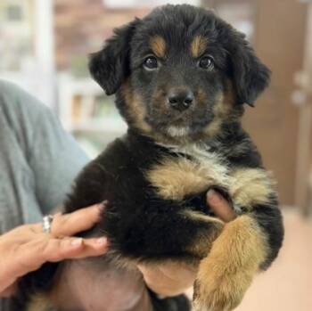 German Shepherd Dog and Mixed Breed Dogs Available for Adoption in Morton Grove, Illinois - Rizzo | PetCurious
