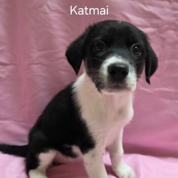 Katmai - Coming Soon! -  Mixed Breed Dog for Adoption in Naperville, Illinois - Katmai - Coming Soon! | PetCurious