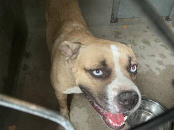 PRINCE -  Pit Bull Terrier Dog for Adoption in San Bernardino, California - PRINCE | PetCurious