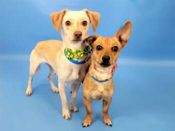 Chihuahua Dogs Available for Adoption - SHIRLEY | PetCurious