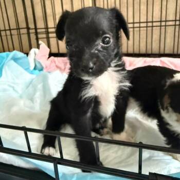 Fuji -  Terrier Dog for Adoption in Allen, Texas - Fuji | PetCurious