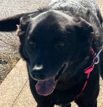 Rescue German Shepherd Dog and Labrador Retriever Dogs for Adoption in Paris, Kentucky - Louie | PetCurious