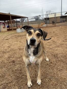 Rescue Mixed Breed Dogs for Adoption in Deerfield, Wisconsin - Rose | PetCurious