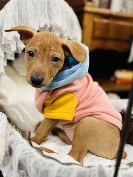 Rescue Terrier Dogs for Adoption in Mundelein, Illinois - Natalie | PetCurious