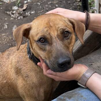 JoJo -  Black Mouth Cur and Plott Hound Dog for Adoption in Ridgefield, Connecticut - JoJo | PetCurious