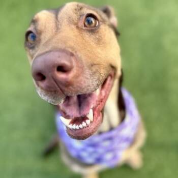 Mixed Breed Dogs Available for Adoption in Largo, Florida - Koda | PetCurious