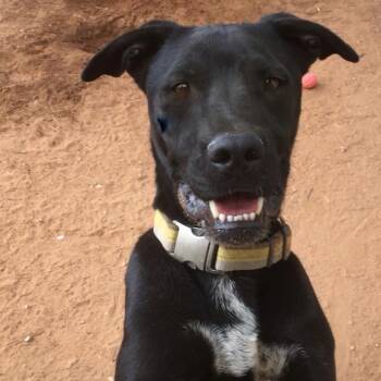 Rescue Labrador Retriever Dogs for Adoption in Midland, Texas - Randall | PetCurious