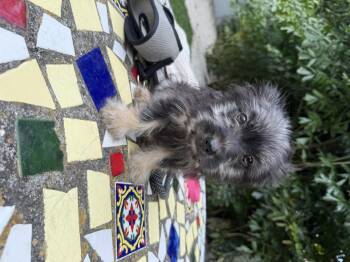 Yorkshire Terrier Dogs Available for Adoption in Miami, Florida - Max | PetCurious