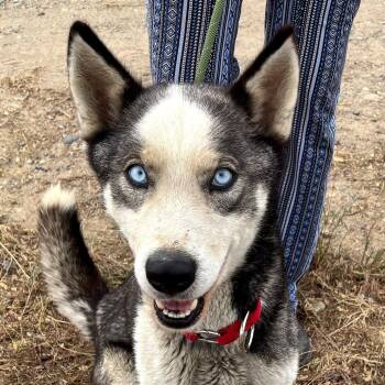 River -  Husky Dog for Adoption in Tonasket, Washington - River | PetCurious