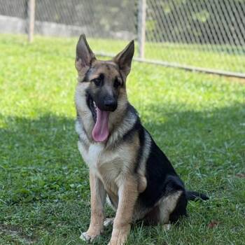 Dutton -  German Shepherd Dog Dog for Adoption in Wheelersburg, Ohio - Dutton | PetCurious