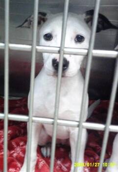 A480539 -  Terrier and Mixed Breed Dog for Adoption in Oklahoma City, Oklahoma - A480539 | PetCurious