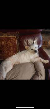 Rescue West Highland White Terrier Westie and Terrier Dogs for Adoption in Springfield, Missouri - 1686 Hobi | PetCurious