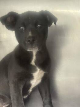 SZA -  German Shepherd Dog and Mixed Breed Dog for Adoption in San Bernardino, California - SZA | PetCurious