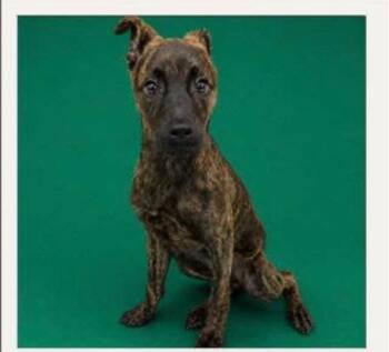 Gus -  Mixed Breed Dog for Adoption in Charlotte, Michigan - Gus | PetCurious