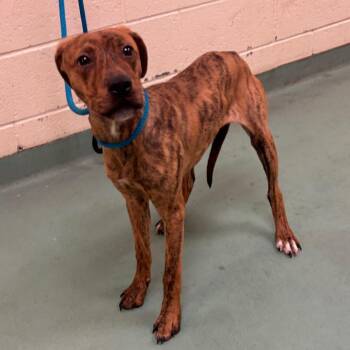 Stripes -  Mixed Breed Dog for Adoption in Memphis, Tennessee - Stripes | PetCurious
